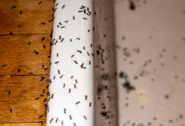 Spider Control Near Me in Elwood, UT
